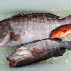 康仁丸・ジギング釣り果